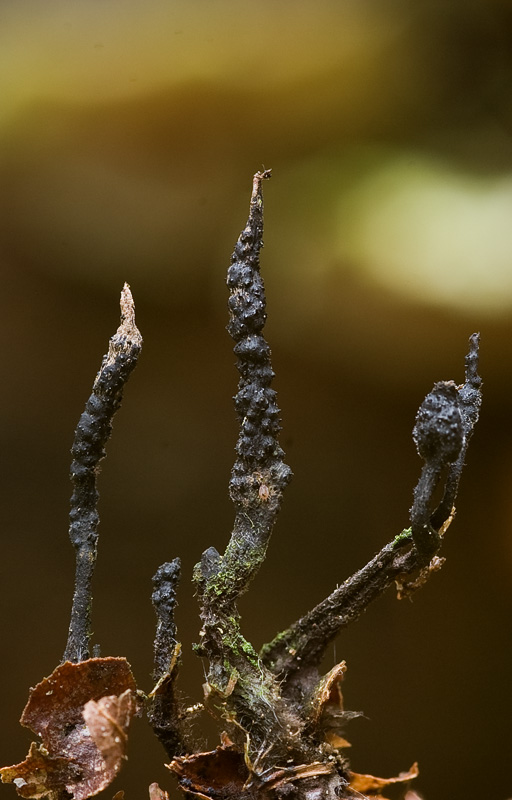 Xylaria carpophila